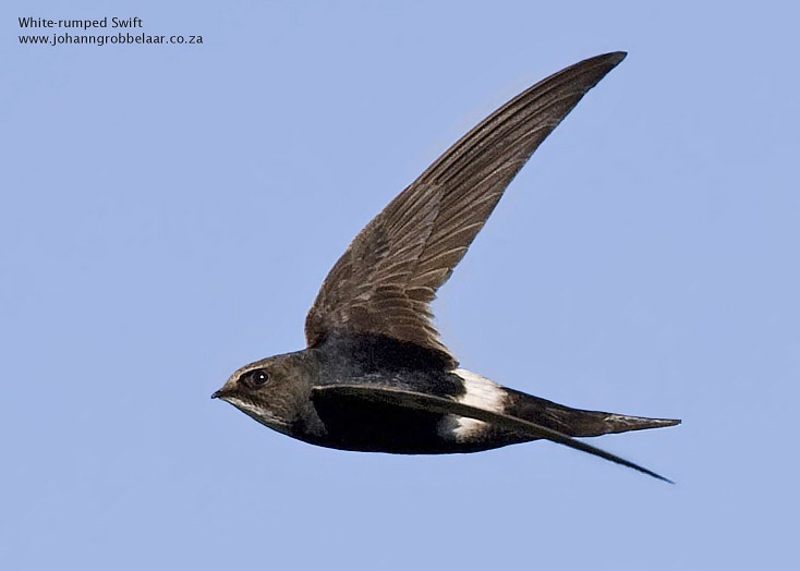 [White-rumped_Swift_ODP_A6842%255B3%255D.jpg]