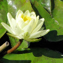 Water Lily
