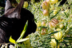 Oh goody!  Gomphocarpus physocarpus, or as Martha calls them, Hairy Balls!  Ha-ha!