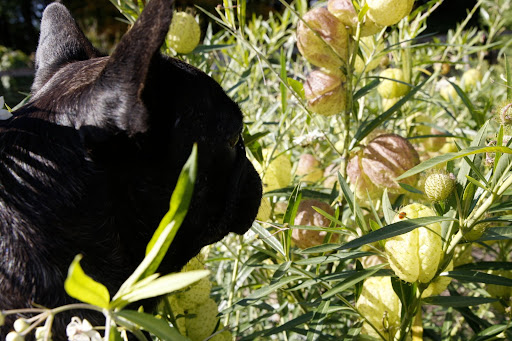 Oh goody!  Gomphocarpus physocarpus, or as Martha calls them, Hairy Balls!  Ha-ha!