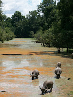 Cambodge - Siem Reap - Les temples d'Angkor