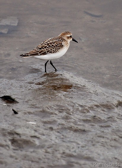 6. semipalmated sandpiper-kab