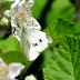 Cabbage.white.dscn0990