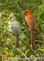 0513 cardinal couple (5)