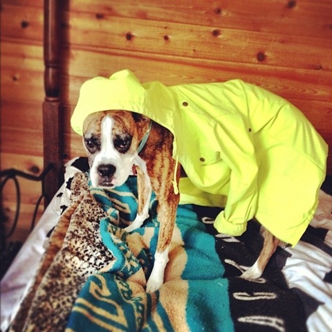 [hurricane-sandy-dogs-6%255B2%255D.jpg]