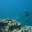  Scuba Dive Buck Island Reef