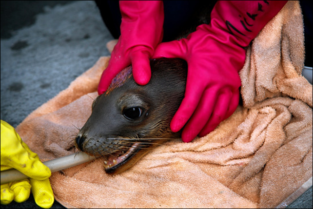 A sea-lion pup is tube-fed in May 2014 at the Marine Mammal Center in Sausalito, California. Record numbers of distressed sea lions have washed ashore in California for a second straight year, the latest example of a marine mammal facing severe problems amid what biologists say is overfishing and other human-caused strains on the world's oceans. Photo: Preston Gannaway / The Wall Street Journal