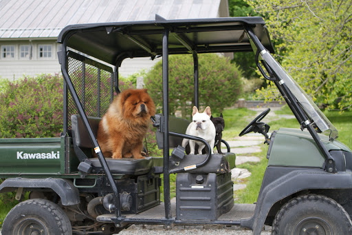 Alright, G.K. - You're all refreshed from your nap and now it's time for a little adventure.  Rather than let you walk (run away) we've opted to drive you to the destination we have in mind.