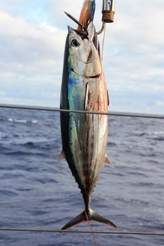 [IMG_6822853x12803.jpg]