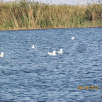 IMG_7999.JPG