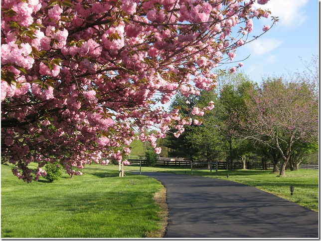 Cherry Tree 2 Cherry Tree 2