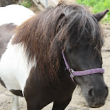 Excursie paardenmelkerij maandagochtendgroep, 18-06-2012