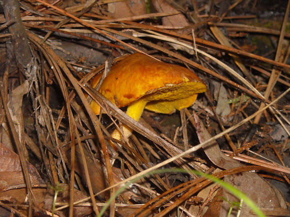 Spotting Image 1