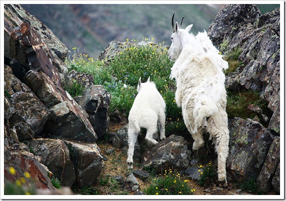 Webster Pass - Mountain Goats 7-26-11 (34)