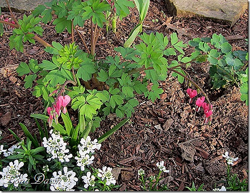 BleedingHearts_Dicentra_spectabilis