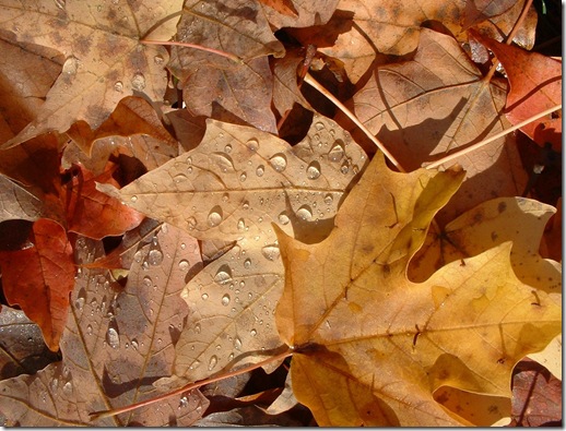 autumn_leaves.2 autumn_leaves.2