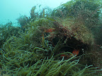 Crab: a spider crab, complete with camouflage, rests by some snakelocks anemone