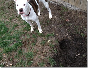 digging a hole