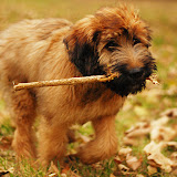 Abi - DSC_0177.jpg