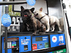 We can't help it, but it's common knowledge that we Frenchies are a 'gassy' breed!