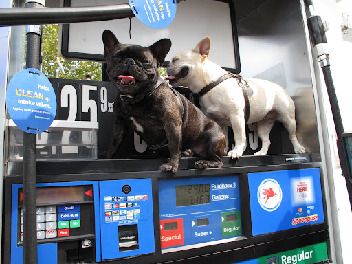 We can't help it, but it's common knowledge that we Frenchies are a 'gassy' breed!