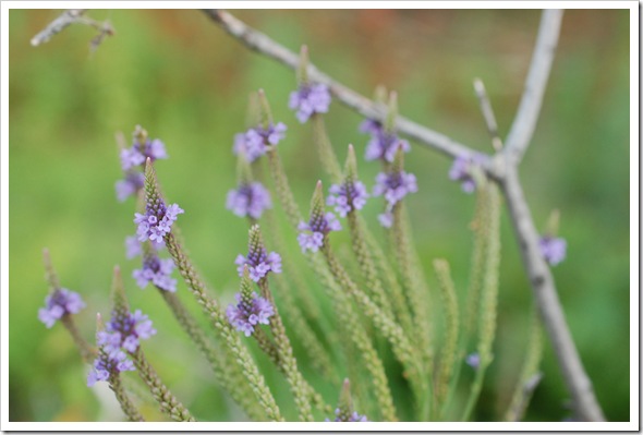 Vervain