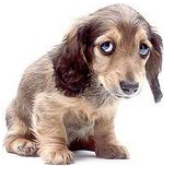 [sad-dog-emotions%255B11%255D.png]