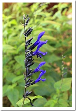 Salvia-guaranitica-Black-and-Blue_02