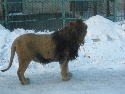 Lion out of natural habitat - Tiger park Harbin