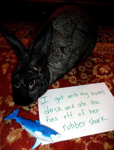 [bunny-rabbit-shaming-10%255B2%255D.jpg]