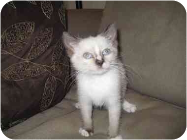 Rogue, from New York City. This Siamese male kitten will melt your heart. He follows his foster everywhere and would love to be in a home with another cat or kitten. See link to his info at end of blog. Rogue, from New York City. This Siamese male kitten will melt your heart. He follows his foster everywhere and would love to be in a home with another cat or kitten. See link to his info at end of blog.
