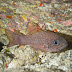 Bandfin Cardinalfish - Photo (c) DavidR.808, some rights reserved (CC BY-NC-SA)
