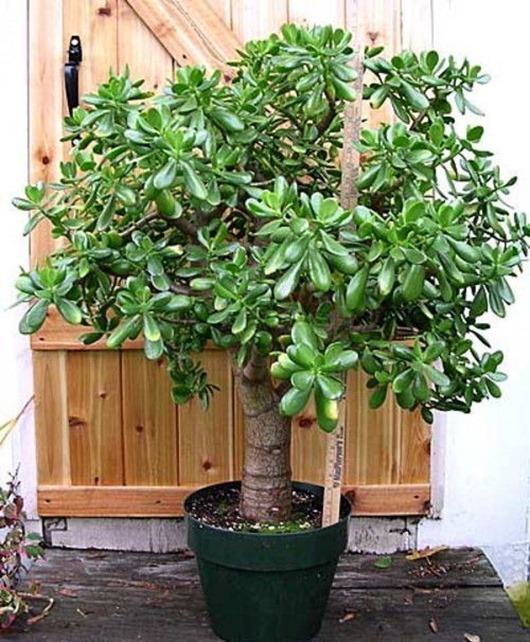 crassula_portulacea crassula_portulacea