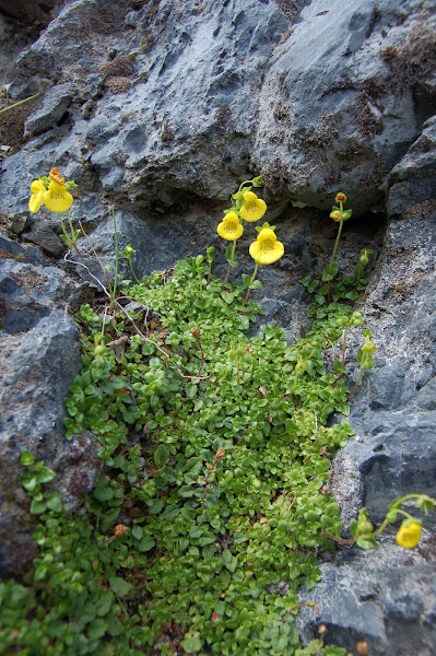 Capachito | Project Noah