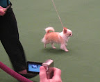 Chihuahua Ring