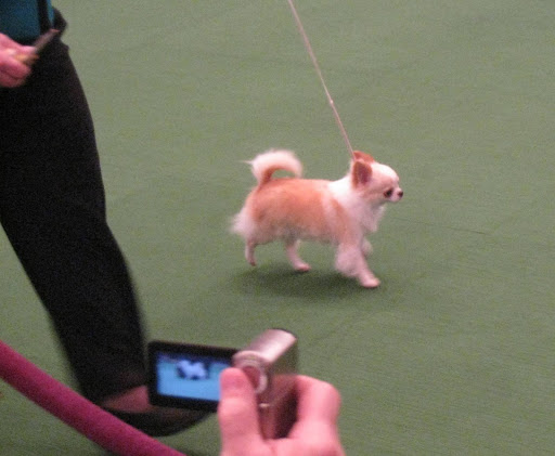 Chihuahua Ring