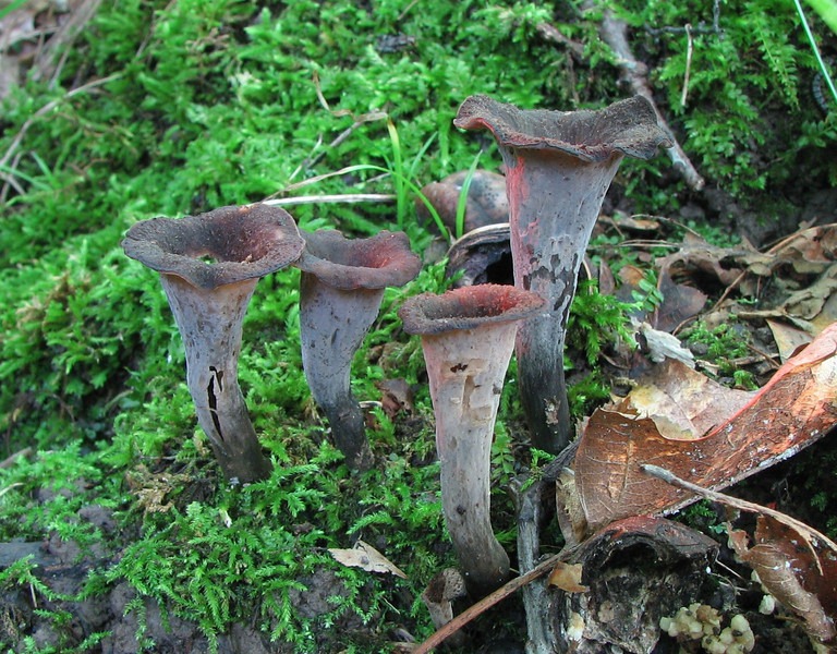 [Craterellus%2520Cornucopioides%2520%2528Black%2520Trumpet%2529%252001%255B4%255D.jpg]