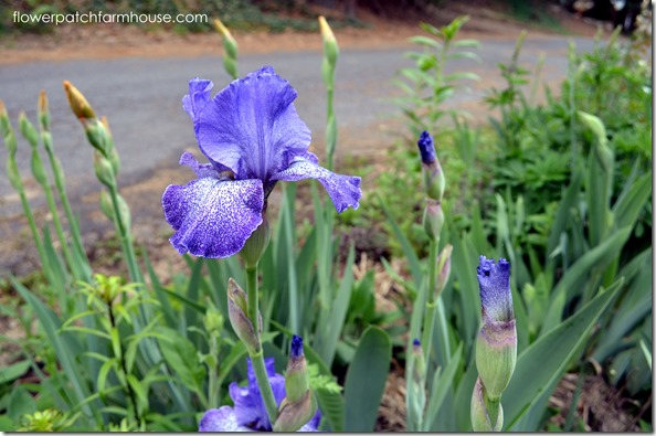purple spotted iris1