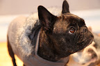 PetSmart thinks of everything!  Let's go model our new clothes for Vivaldi!