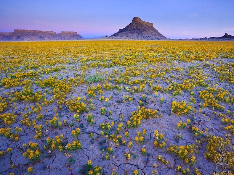 سجادة الزهور البرية في صحراء كولورادو Colorado-wildflowers-2%25255B2%25255D