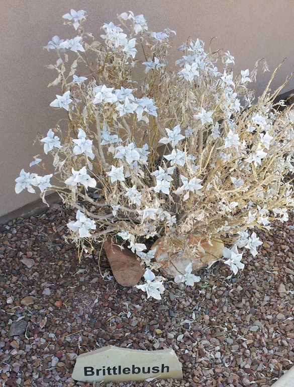 [AZ%2520Brittlebush%255B4%255D.jpg]