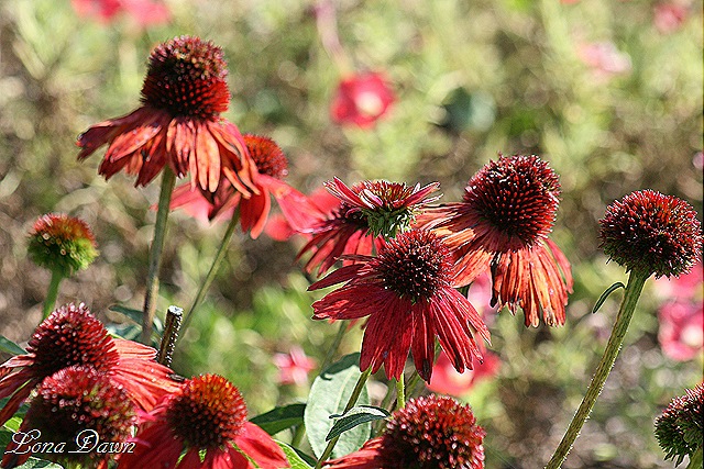 [FPC_Echinacea_Sombrero_SalsaRed2%255B13%255D.jpg]