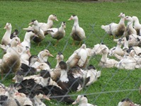 IMG_4027 IMG_4027