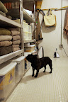 I see there's a whole shelf of grooming products for dogs and cats.  Wait, is a kitty salon really necessary?  It seems like all you cats do is sleep and preen!