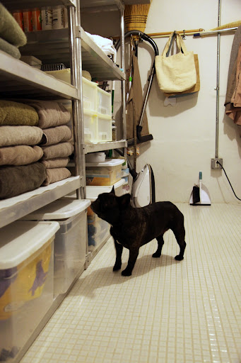 I see there's a whole shelf of grooming products for dogs and cats.  Wait, is a kitty salon really necessary?  It seems like all you cats do is sleep and preen!