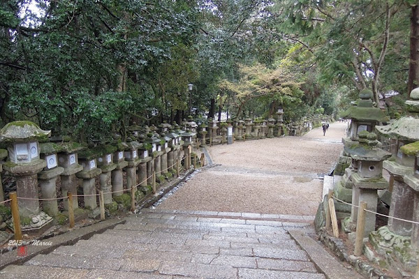 奈良 春日大社&奈良公園(なら)