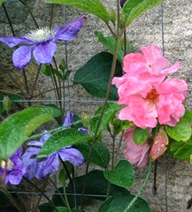 clematis and rose