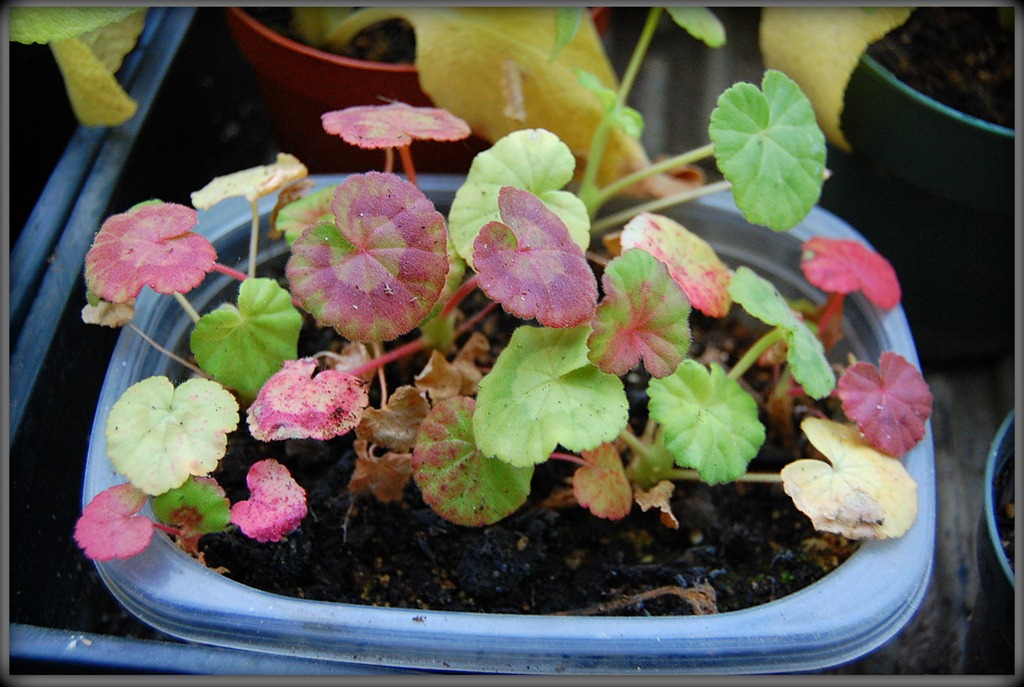 [babygeraniums%255B4%255D.jpg]