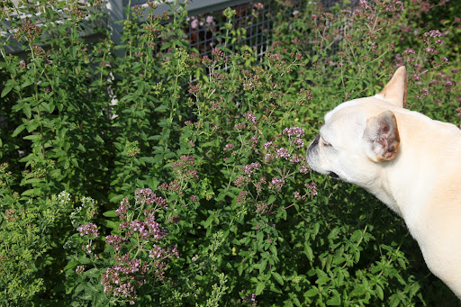 Are these tiny pink flowers edible too?  Why, this plant smells like oregano!  This is a very important culinary herb in Italian and Greek cuisine, as well as in the Middle East and in Latin America.  And yes, the flowers are edible!