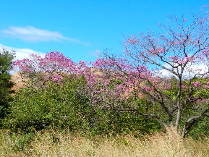 DSCN9899.jpg DSCN9899